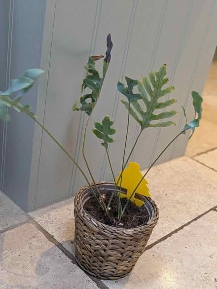 Photo of free Plant (Cumnor OX2) #2