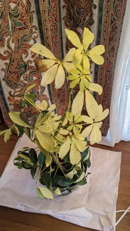Photo of free Schefflera indoor plant (AL1 st Albans station) #1