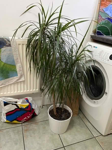 Photo of free Lovely palm needs new home TODAY (Wilberforce Road, London) #1