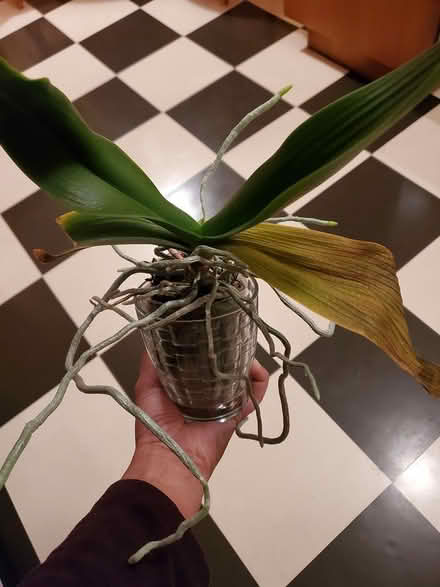 Photo of free Orchid (Scarborough Centre) #3