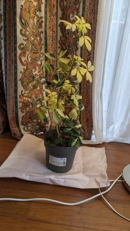 Photo of free Schefflera indoor plant (AL1 st Albans station) #2