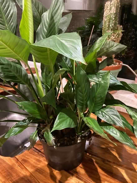 Photo of free Peace Lily house plant (Camside) #1