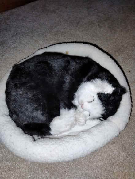 Photo of free Battery powered cat (Teversham) #1