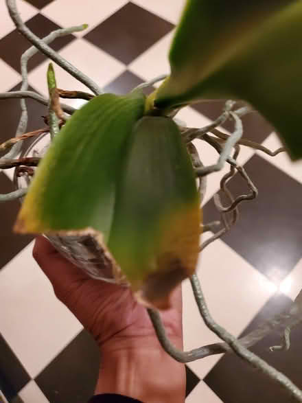Photo of free Orchid (Scarborough Centre) #2
