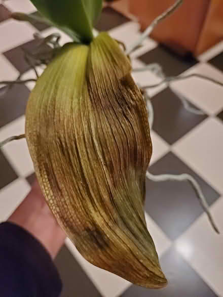 Photo of free Orchid (Scarborough Centre) #1