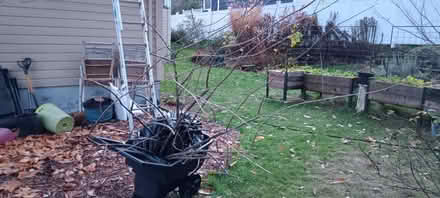 Photo of free LARGE jostaberry shrub (NE Seattle) #1