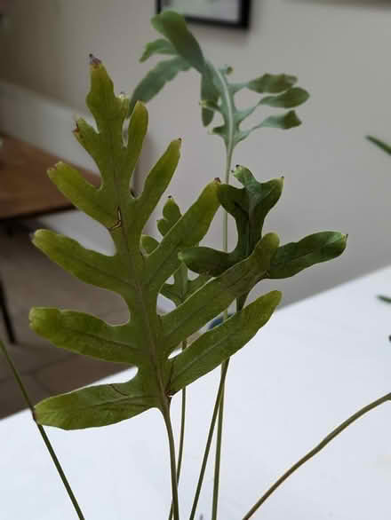 Photo of free Plant (Cumnor OX2) #1