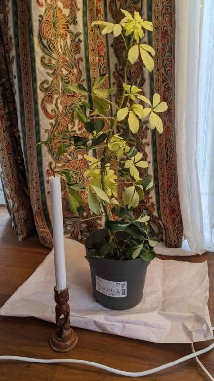 Photo of free Schefflera indoor plant (AL1 st Albans station) #3