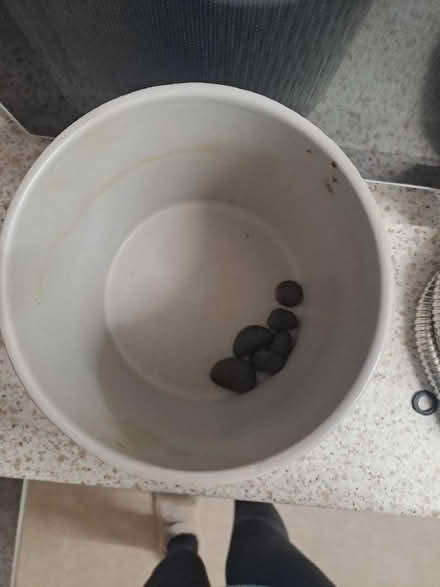 Photo of free Flower pot (Moulsham CM2) #1