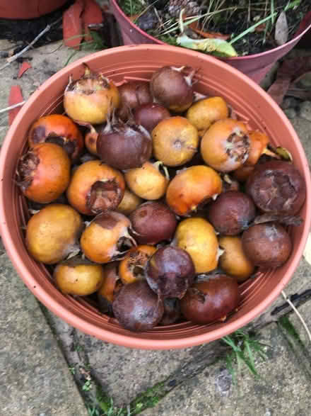 Photo of free Medlars (Palmers Green N13) #1