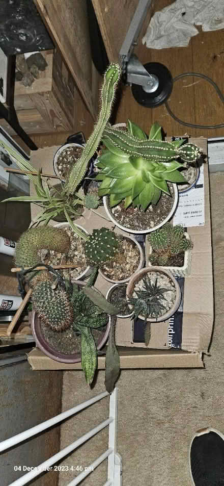 Photo of free House plants Cacti (SG2) #3