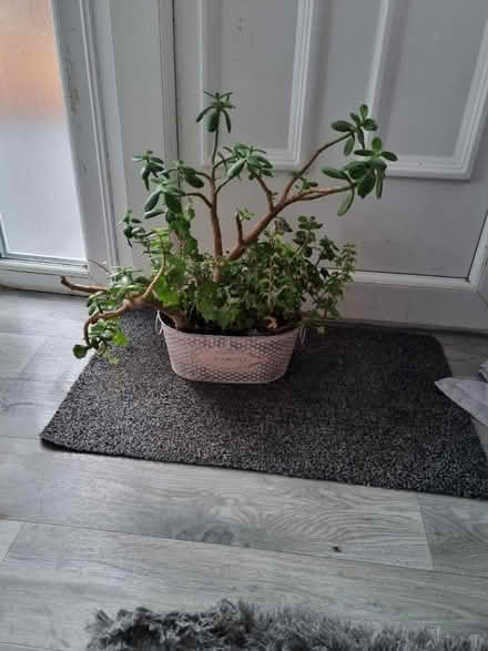 Photo of free Money plant (West kingsdown, TN15) #1
