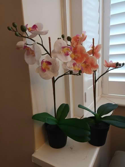Photo of free Plastic orchids x 2 (Motspur park) #1