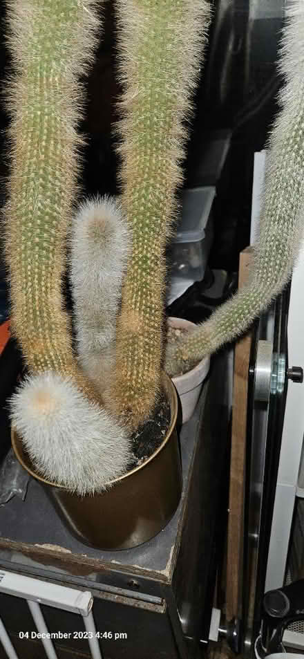 Photo of free House plants Cacti (SG2) #2