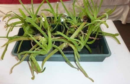 Photo of free Aloe Vera plants (West Bowling BD5) #1