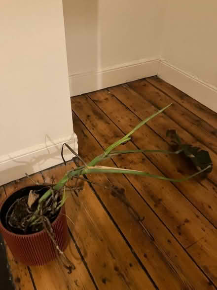 Photo of free cheese plant (Heaton NE6) #1