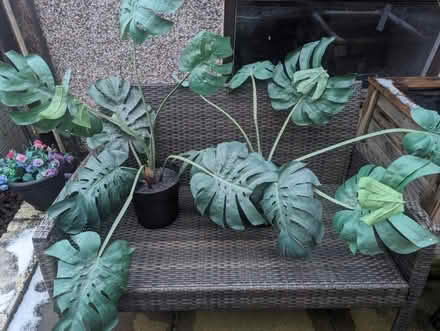 Photo of free Fake cheese plants (Kirkby Thore CA10) #1