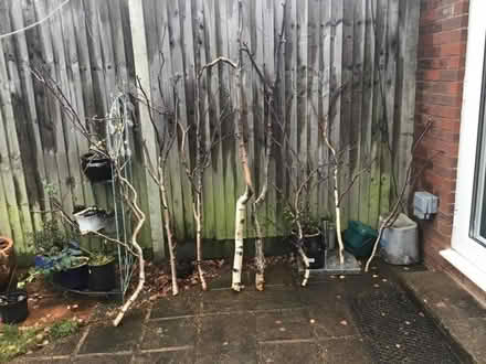 Photo of free Silver Birch boughs (Tolworth KT5) #1