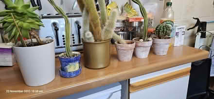 Photo of free House plants Cacti (SG2) #1