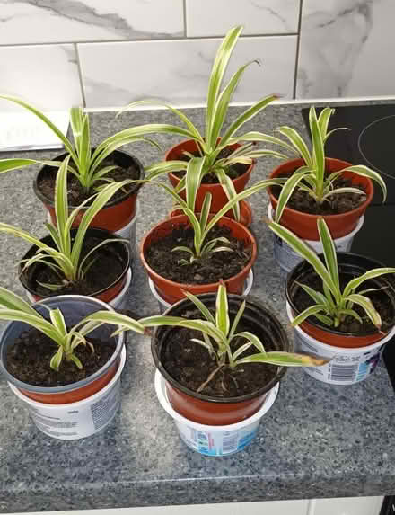Photo of free Baby spider plants (S20 Waterthorpe) #1