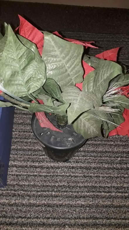 Photo of free Christmas items (Portsmouth PO3) #3