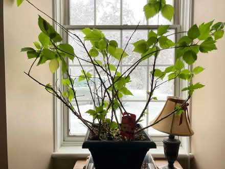 Photo of free Hibiscus plant (Carp Road and McGee Side Road) #1