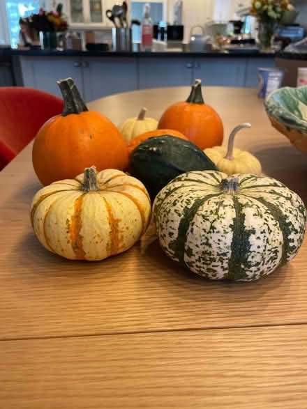 Photo of free Gourds (Newton Highlands south of Rt 9) #2