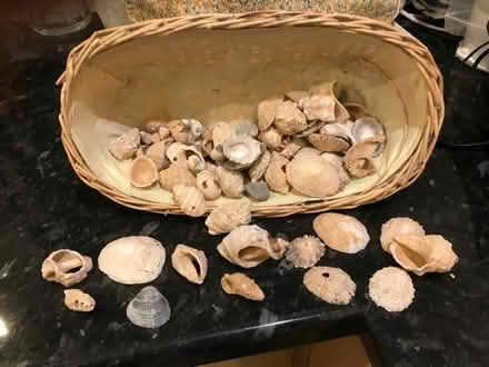 Photo of free Sea shells in a basket (Southport PR8) #1