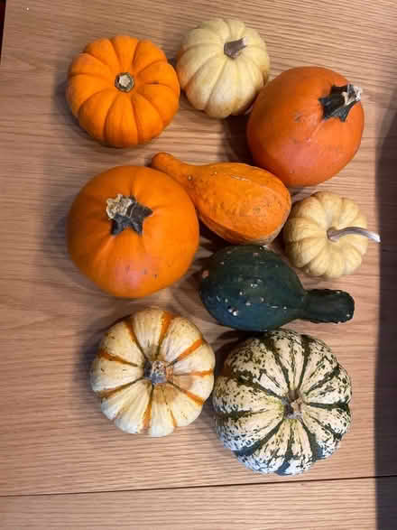 Photo of free Gourds (Newton Highlands south of Rt 9) #1