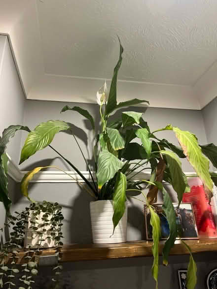 Photo of free Peace Lilly with pot (Tunbridge Wells TN2) #1