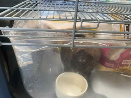 Photo of free Gerbil cage and accessories (Hoylake CH47) #2