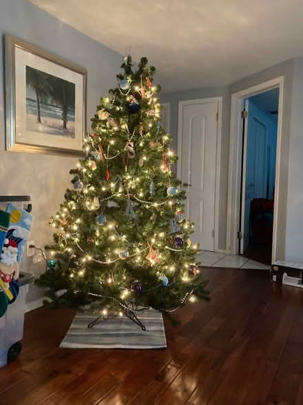 Photo of free Christmas tree (Massachusetts and Rowan.) #1