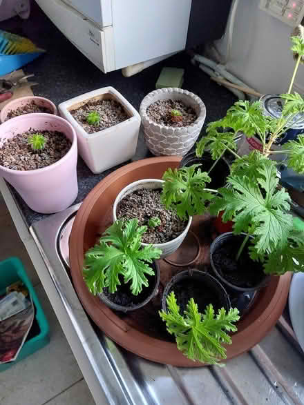 Photo of free Plants (North Abingdon - OX14) #1