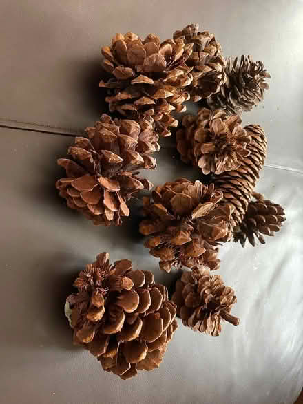 Photo of free Tree cones for wreaths etc (Hunt Club Park) #1