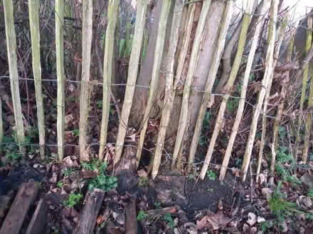 Photo of Paling Fencing (Sale M33) #1