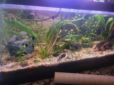 Photo of free freshwater aquarium plants (Valley Village) #1