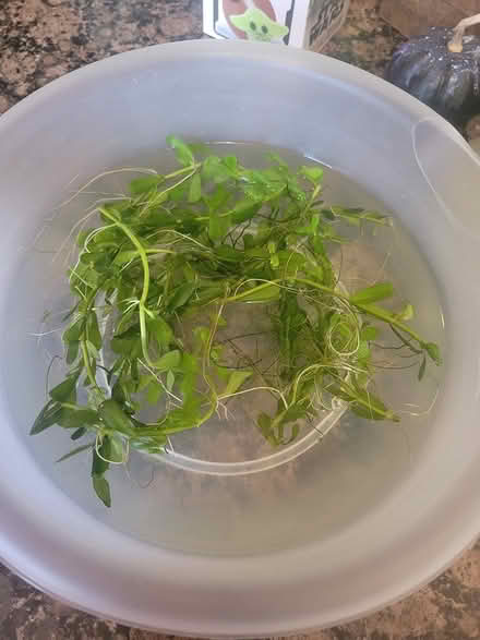 Photo of free freshwater aquarium plants (Valley Village) #2