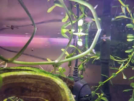Photo of free freshwater aquarium plants (Valley Village) #3
