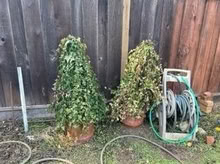 Photo of free Reeled garden hose (Los altos near el camino) #1