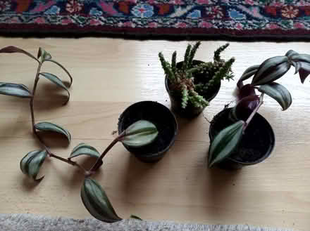Photo of free Three small potted plants (Carlton Hill BN2) #1
