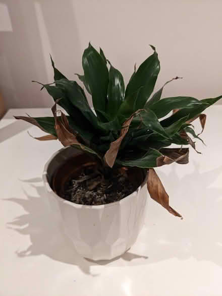 Photo of free 2x house plants (Ealing W5) #2