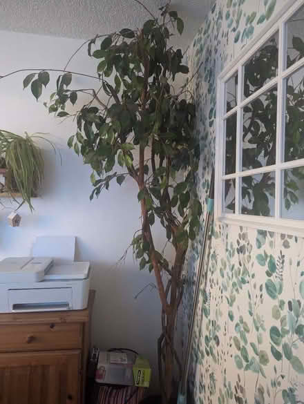 Photo of free Faux tree (Kirkby Thore CA10) #1