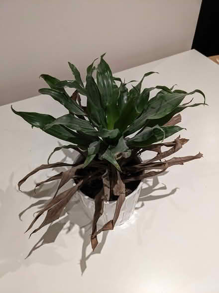 Photo of free 2x house plants (Ealing W5) #1