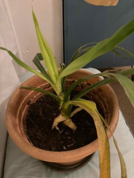 Photo of free Baby Yucca (Dennistoun, G31) #1