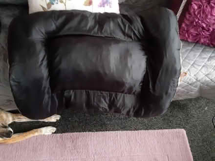 Photo of free Dogs bed (Gosport PO12) #1