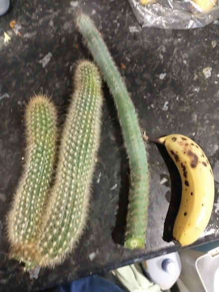 Photo of free Cactus offcuts (Castleton OL11) #1
