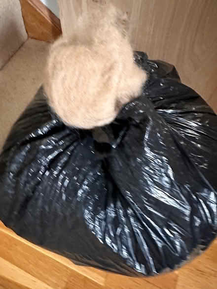 Photo of free Alpaca unwashed and uncarded (Atworth) #2