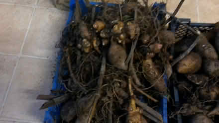 Photo of free yacon crowns (Nomansland EX16) #1