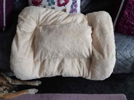 Photo of free Dogs bed (Gosport PO12) #2