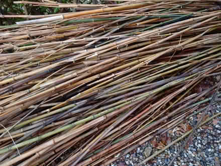 Photo of free Bamboo canes (Rayleigh) #1